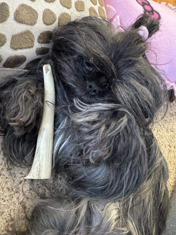 Hanging out with my little antler