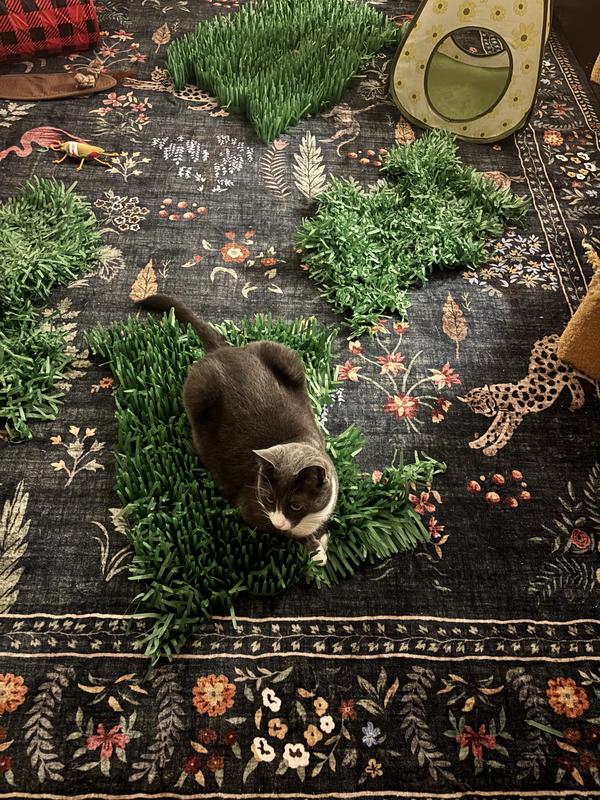Product Reviews for SMARTYKAT Instincts Meadow Mayhem Paper Grass