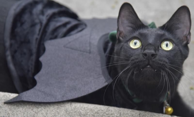 Frisco Black Cat Dog Costume