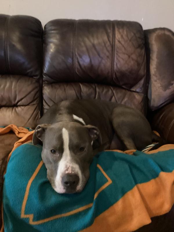 Here’s Koogle!