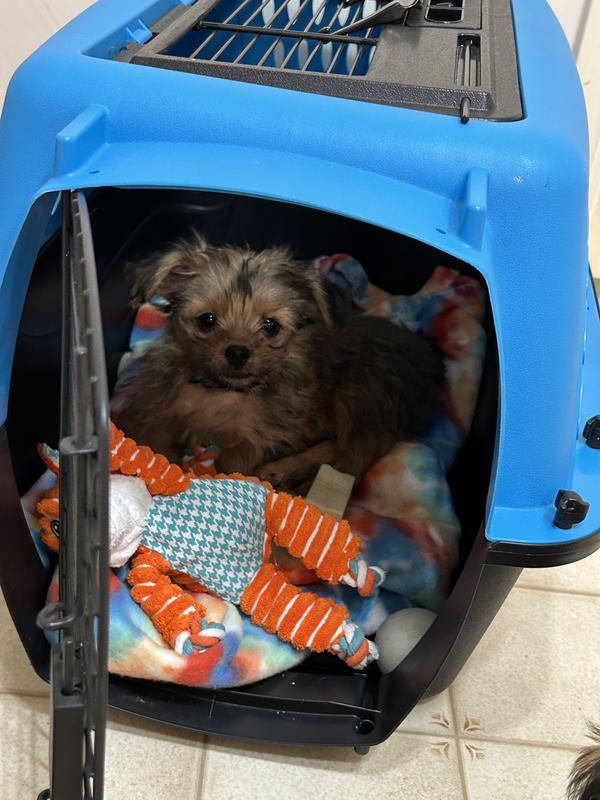 Our sweet boy Mochi!