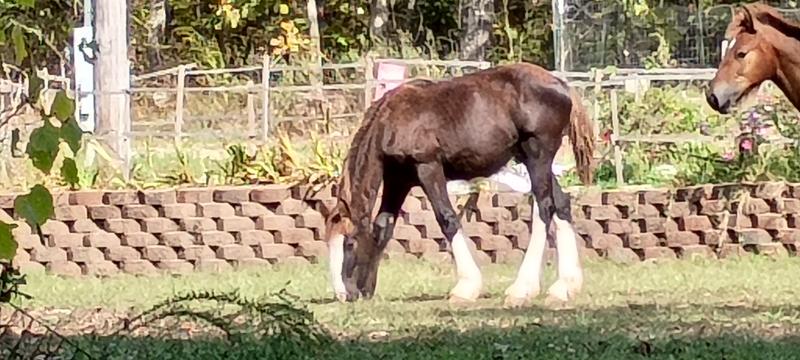 Starting Whiperwill out with mineral.