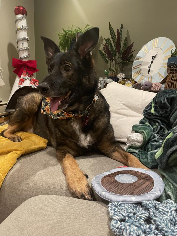 Large Shepard mix enjoys playing with the squeaky shield toy