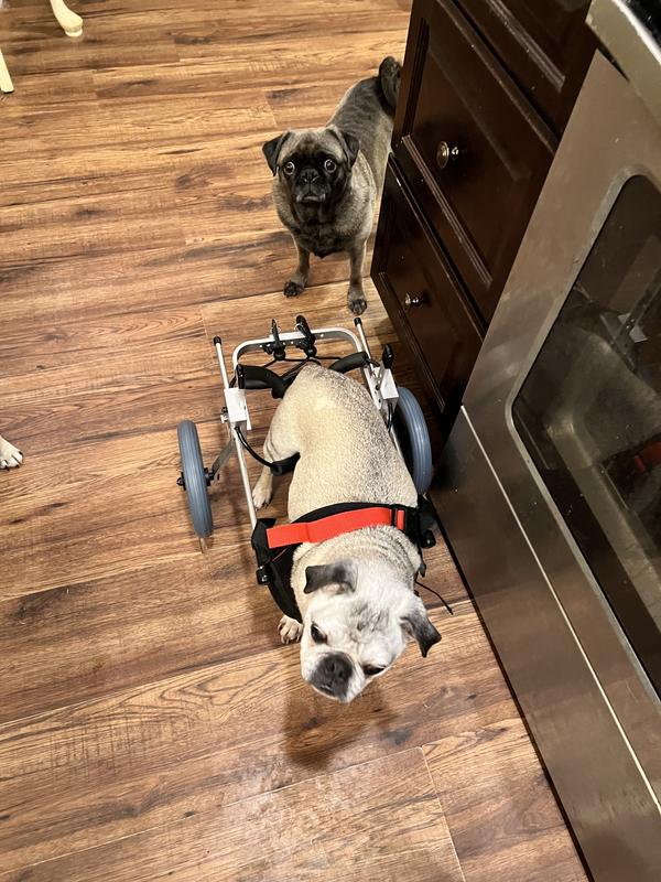 BEST FRIEND MOBILITY Elite Wheelchair, Small Dog, 1517" Tall