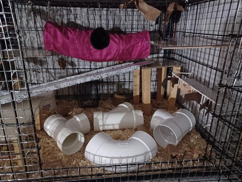 I converted a large dog kennel into a rat mansion and the crinkle tube suspended from the ceiling and sides serves as the second level along the back side.