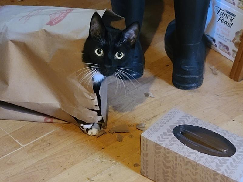 My very picky, but very loving, cat Jingle.