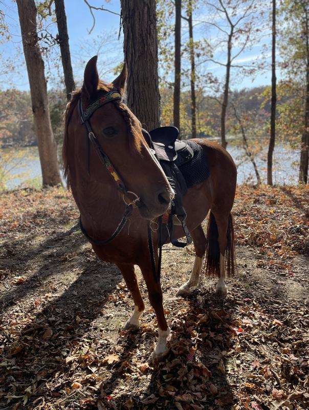 We get to trail ride again