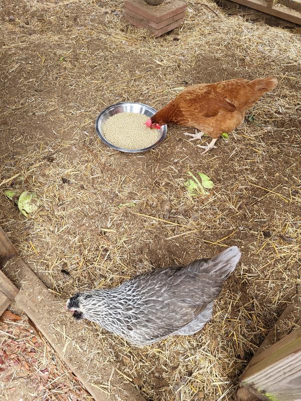 Miss Crabtree went right in.