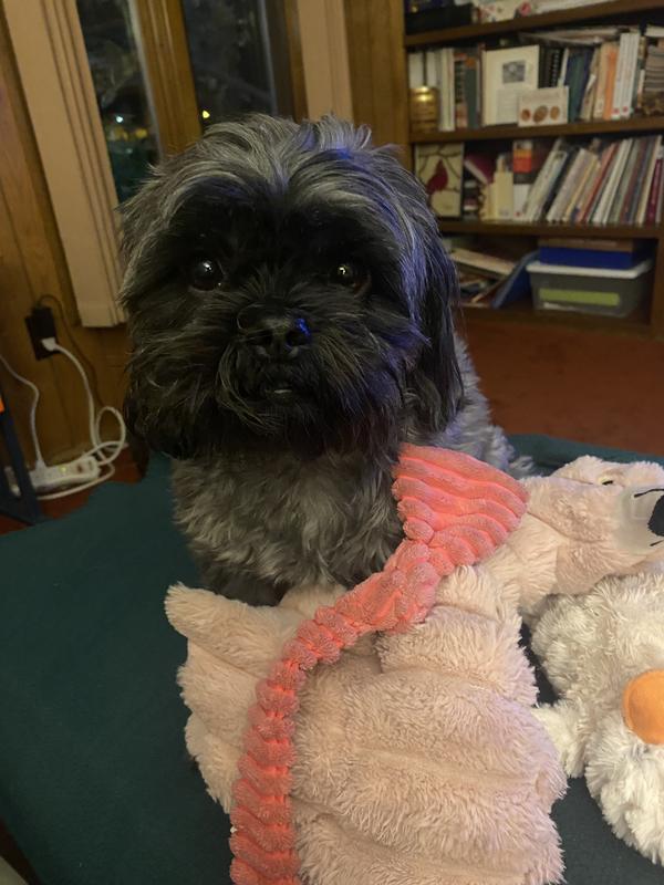 Trixie after dinner with her toys