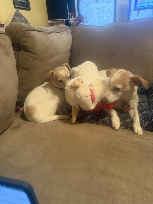 Our latest addition to the family!