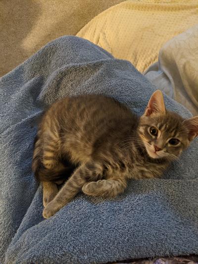 One happy kitten!