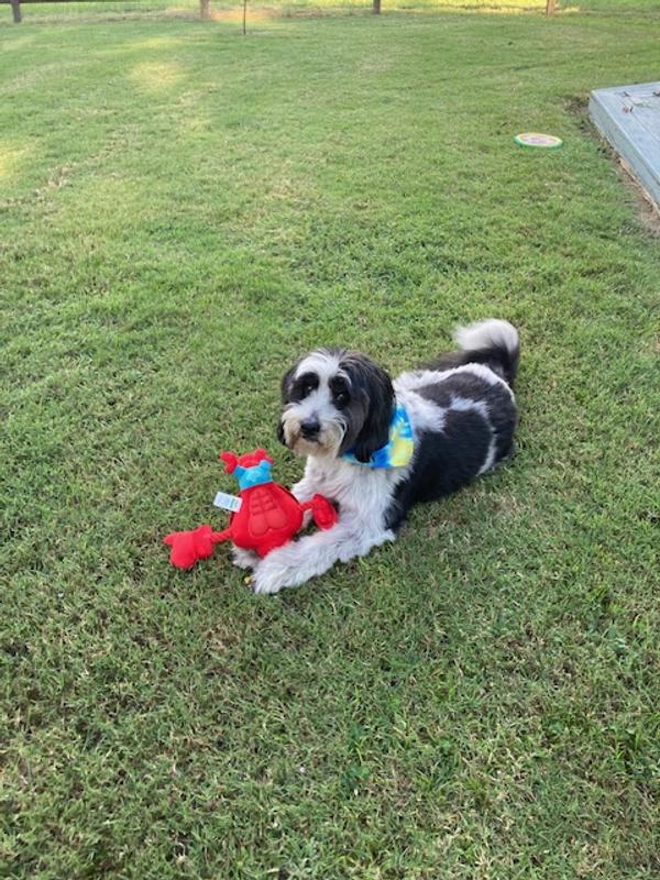 "Bandit" LOVES Larry the Lobster!!!