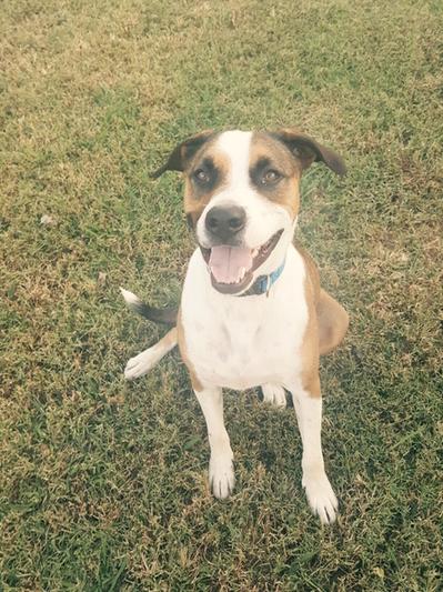 Hi my name is Rick and I am a super happy rescue dog!
