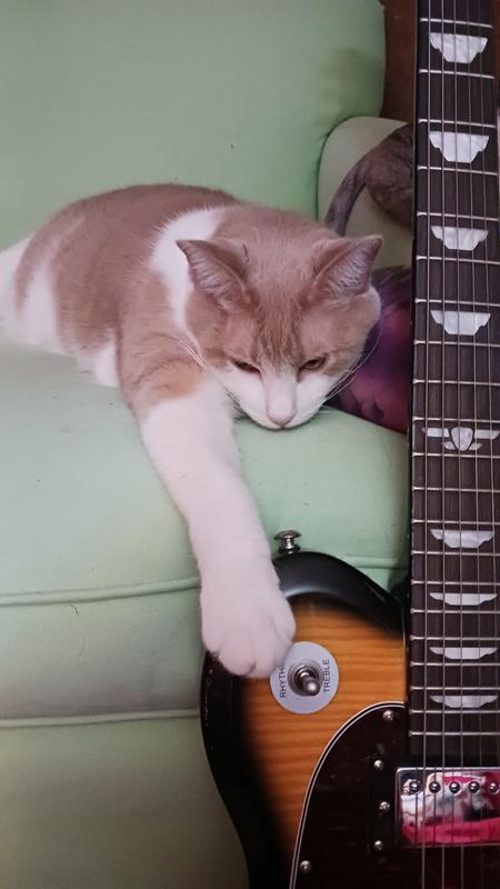 My chewy.com order didn't come today