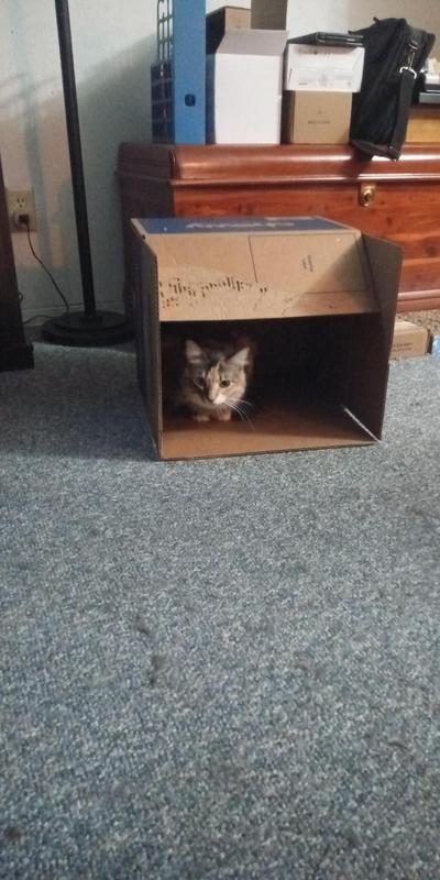 Empty box = cat fort!