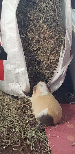 Notorious P.I.G. decided to help herself.