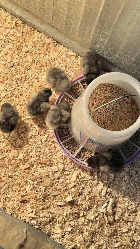 New babies enjoying their starter grower food