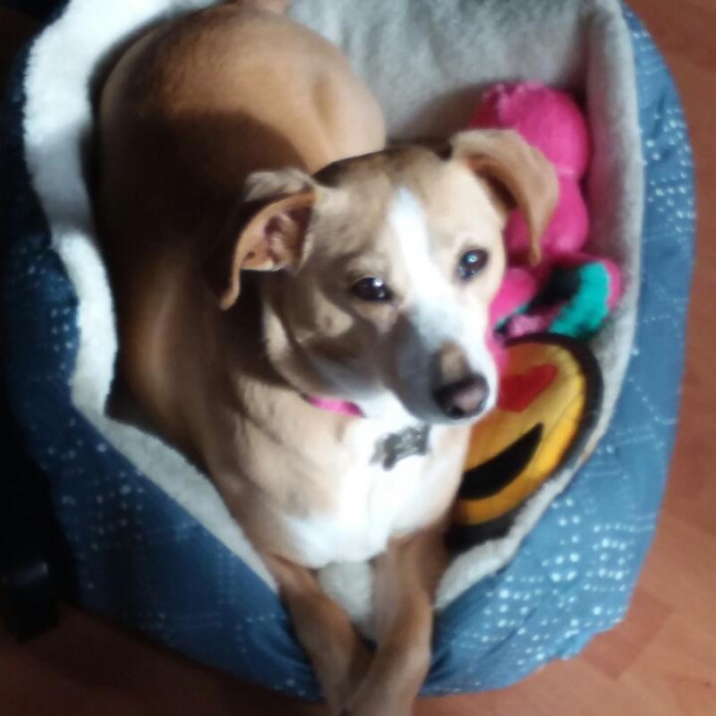 This is a VERY GOOD GIRL...waiting!