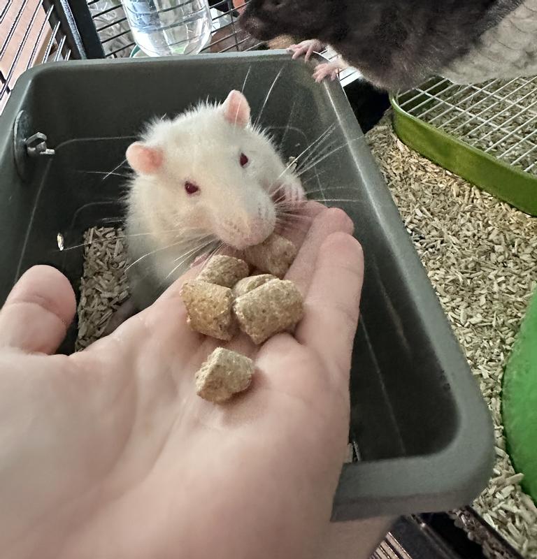 FIELD+FOREST BY KAYTEE Rat Food, 2lb bag