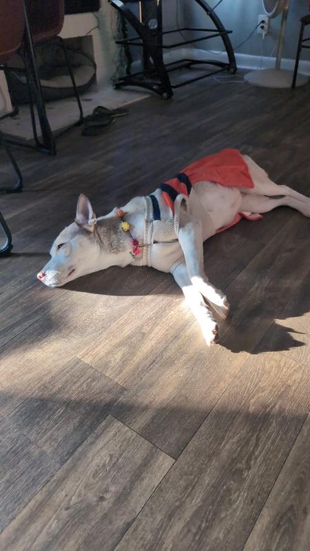 My girl looks so pretty and comfy!!