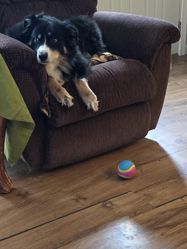 ZEUS AND HIS FAVORITE BALL
