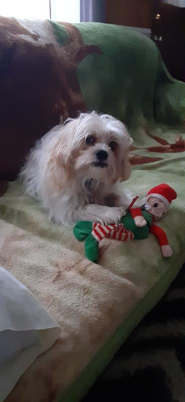 My animals love chewy can't even say it they know chewy boxes Sweet