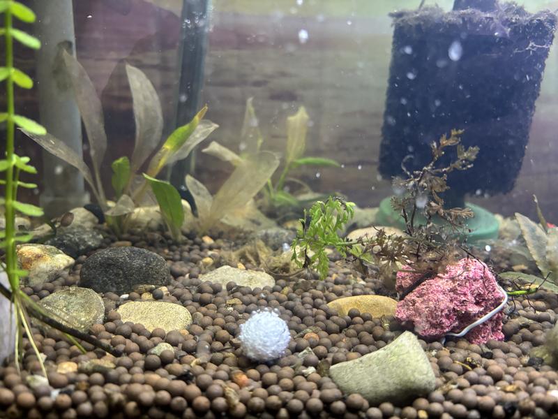 55 gallon planted aquarium