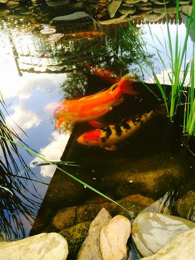 Tetra Pond Koi Vibrance Color Enhancing Pond Sticks - 8.27 Lbs – Pet Life
