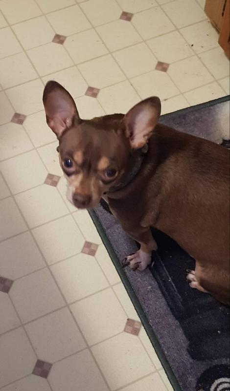 Brownie waiting for his greenie dental treat