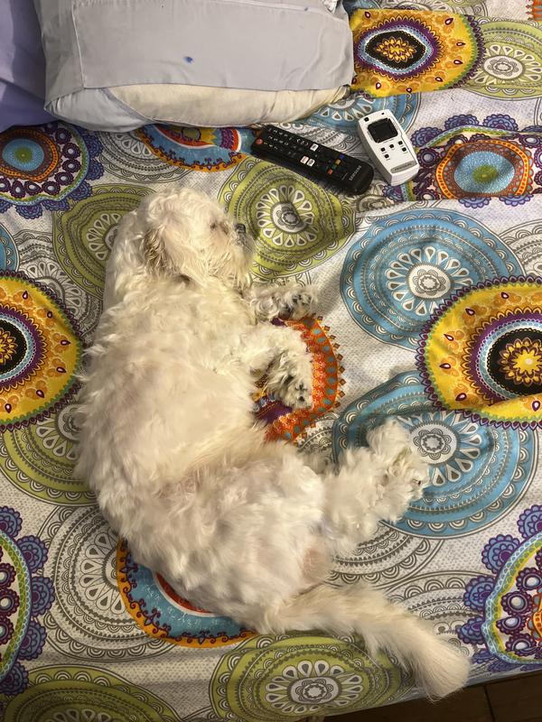 Snowflake finally sleeping peacefully after her flea bath and hair cut and pill treatment