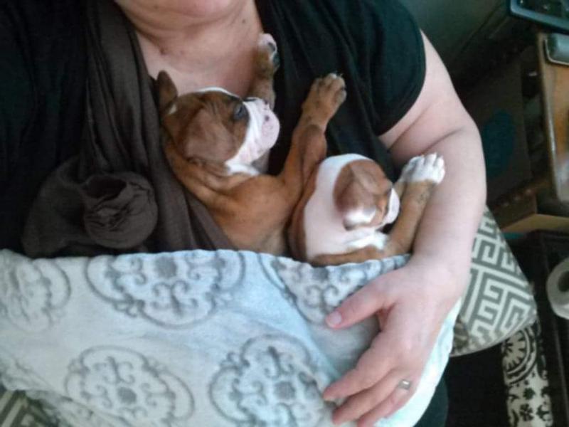 Our Willow & Jasper at 4 weeks old.