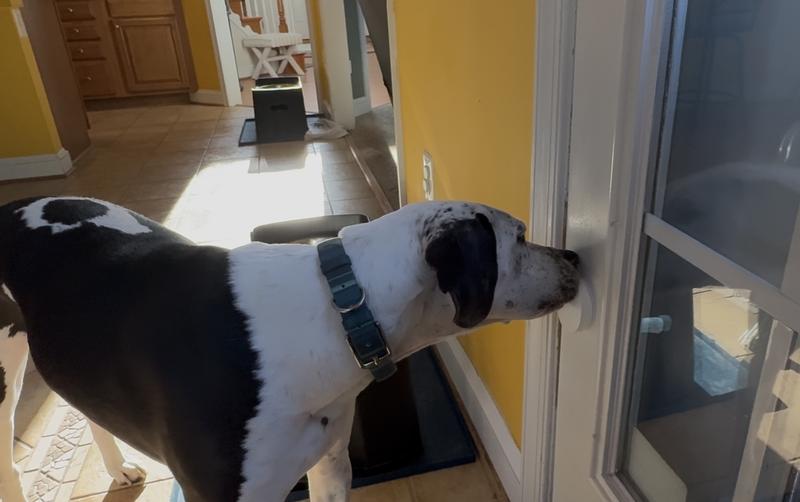 Wyatt touching the doorbell