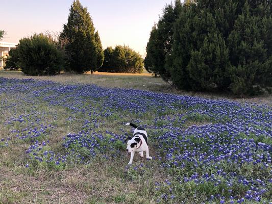 First time seeing bluebonnets