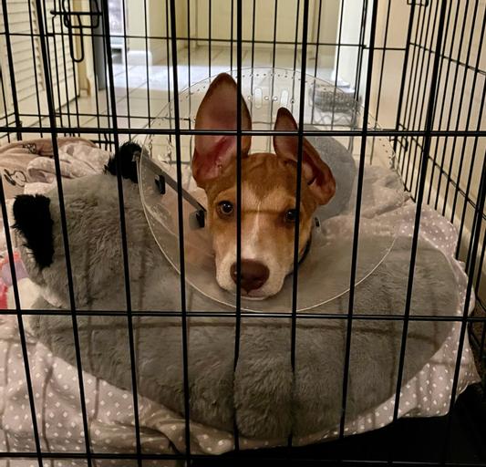 Discontinued THE DOG PILLOW COMPANY Willow Husky Curved Dog Pillow