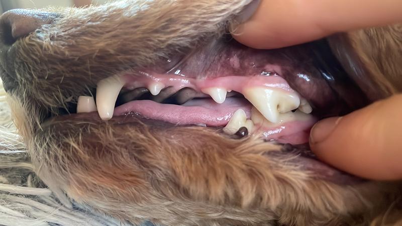 We use the hills oral care, daily brushing, teef water additive and plaque off dental powder.