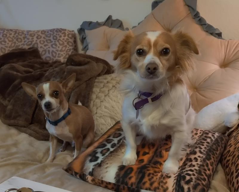 Best Friends love each other and their chew sticks from you.