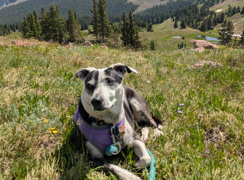 Pirate wearing her cooling vest on a hike in Colorado