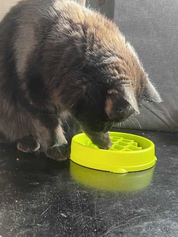 CATSTAGES Kitty Slow Feeder, Green, cup