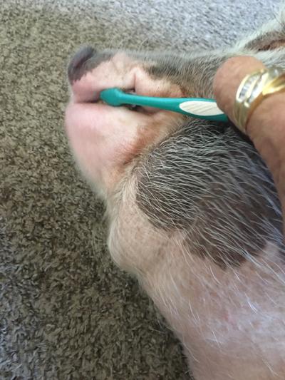 Toothbrush play time