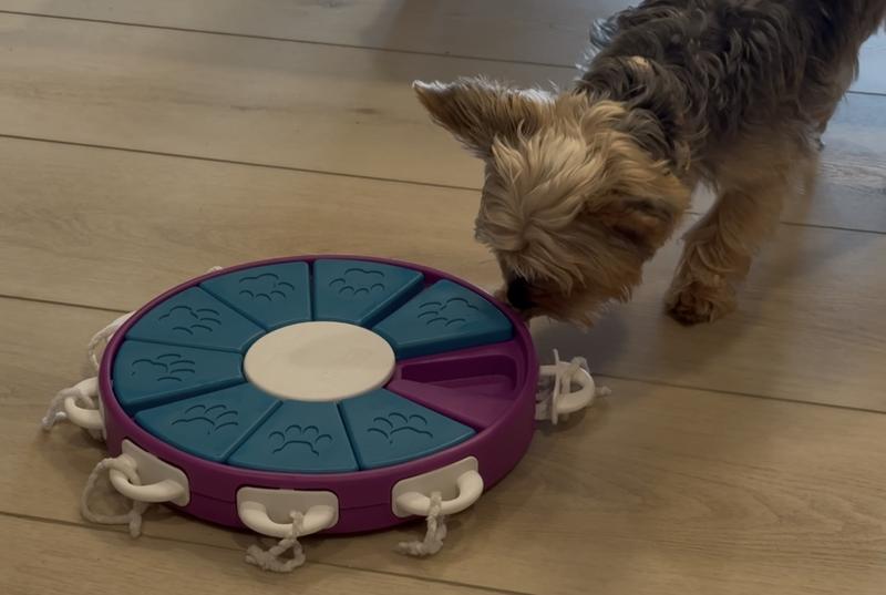 5 lb Yorkie working the puzzle