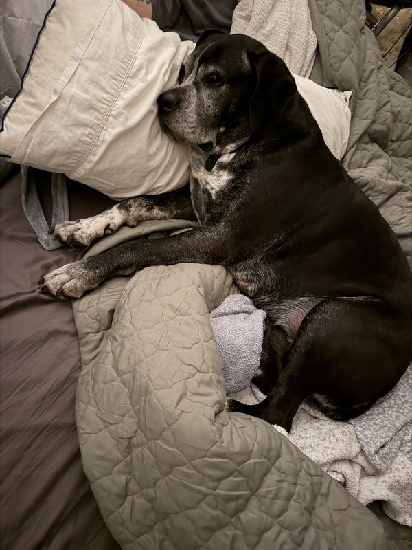 Can’t believe my dog lets me sleep in her bed