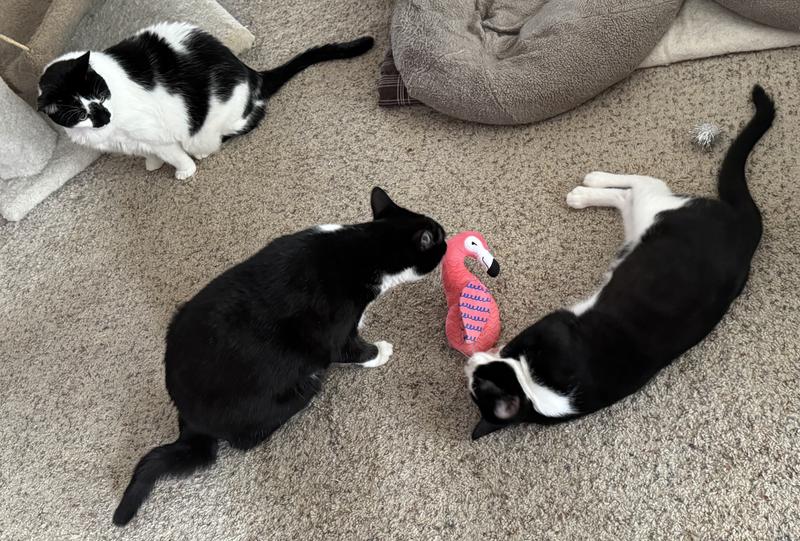Jett and Johnny play while Junior watches