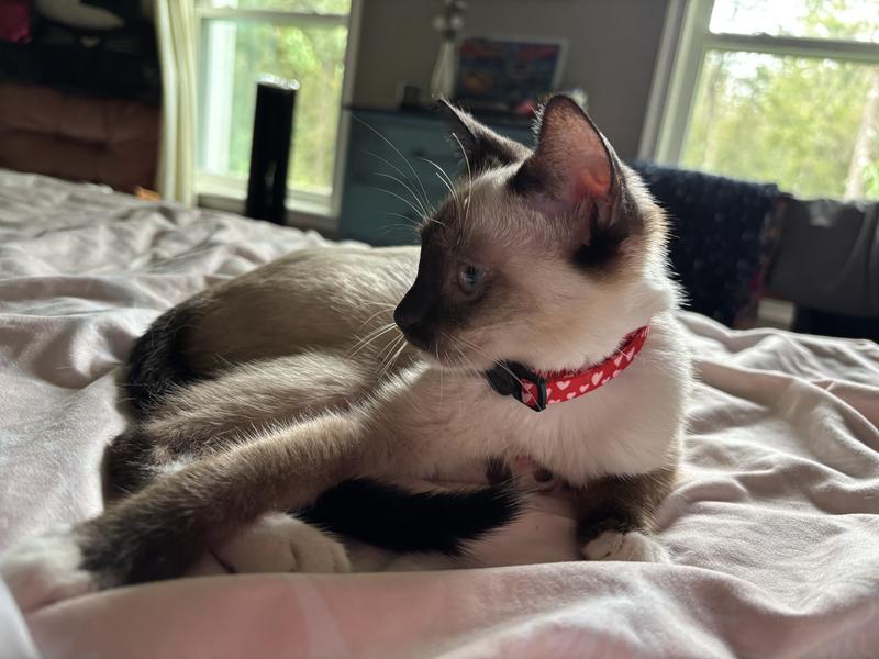 Maisy and her new heart collar
