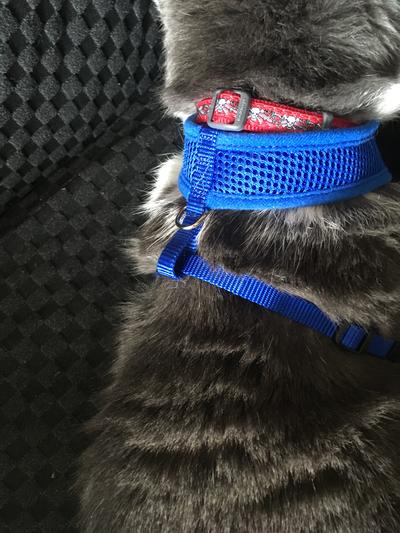 Good2go hotsell cat harness