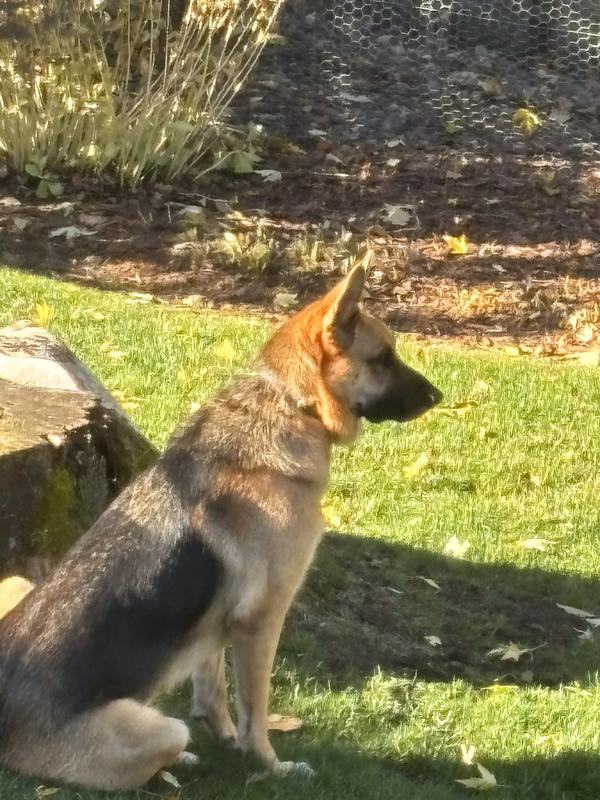 Etana 2 1/2 years old. Been with me one year.