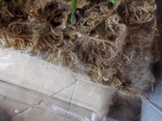 Mold all around my venus fly trap