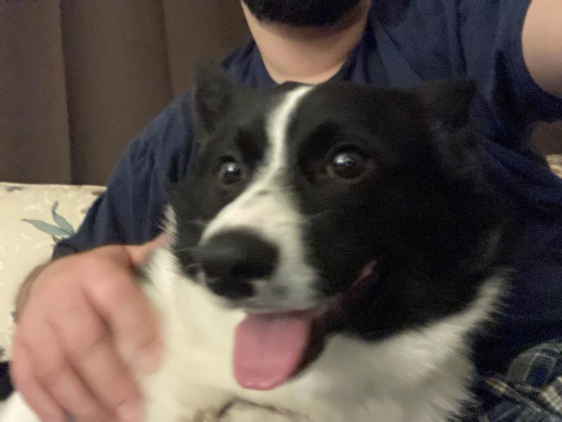 I can sit, stay, lay, and tear apart my home