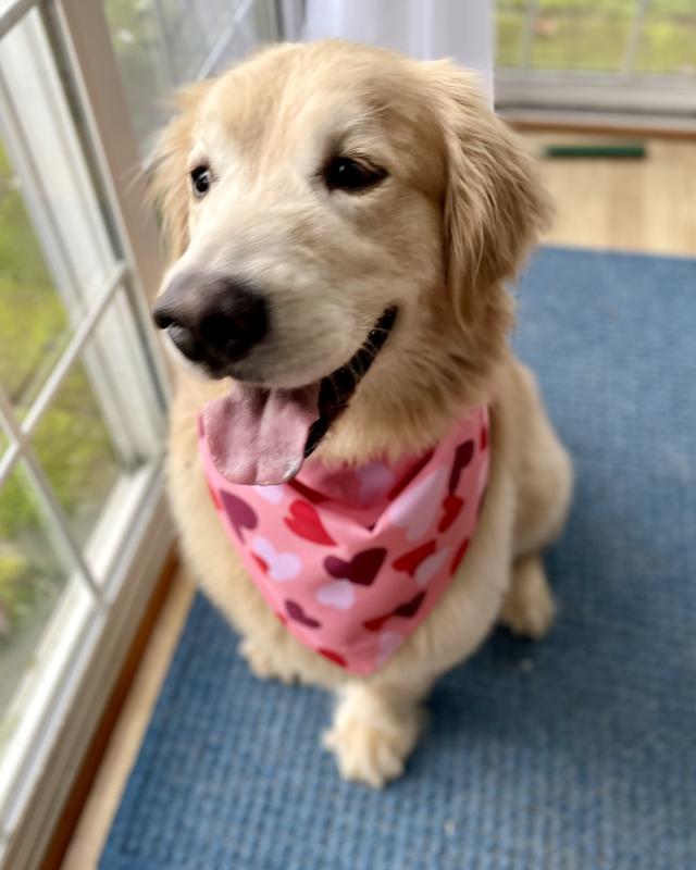 I mean, really?! How cute is this dude?! Size L/XL on a Golden Retriever