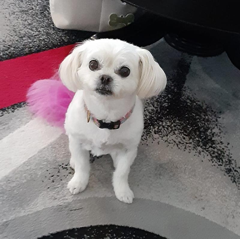 Waiting for her treat.