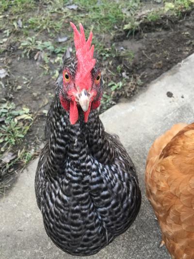 Laverne, one of my Cuckoo Marans